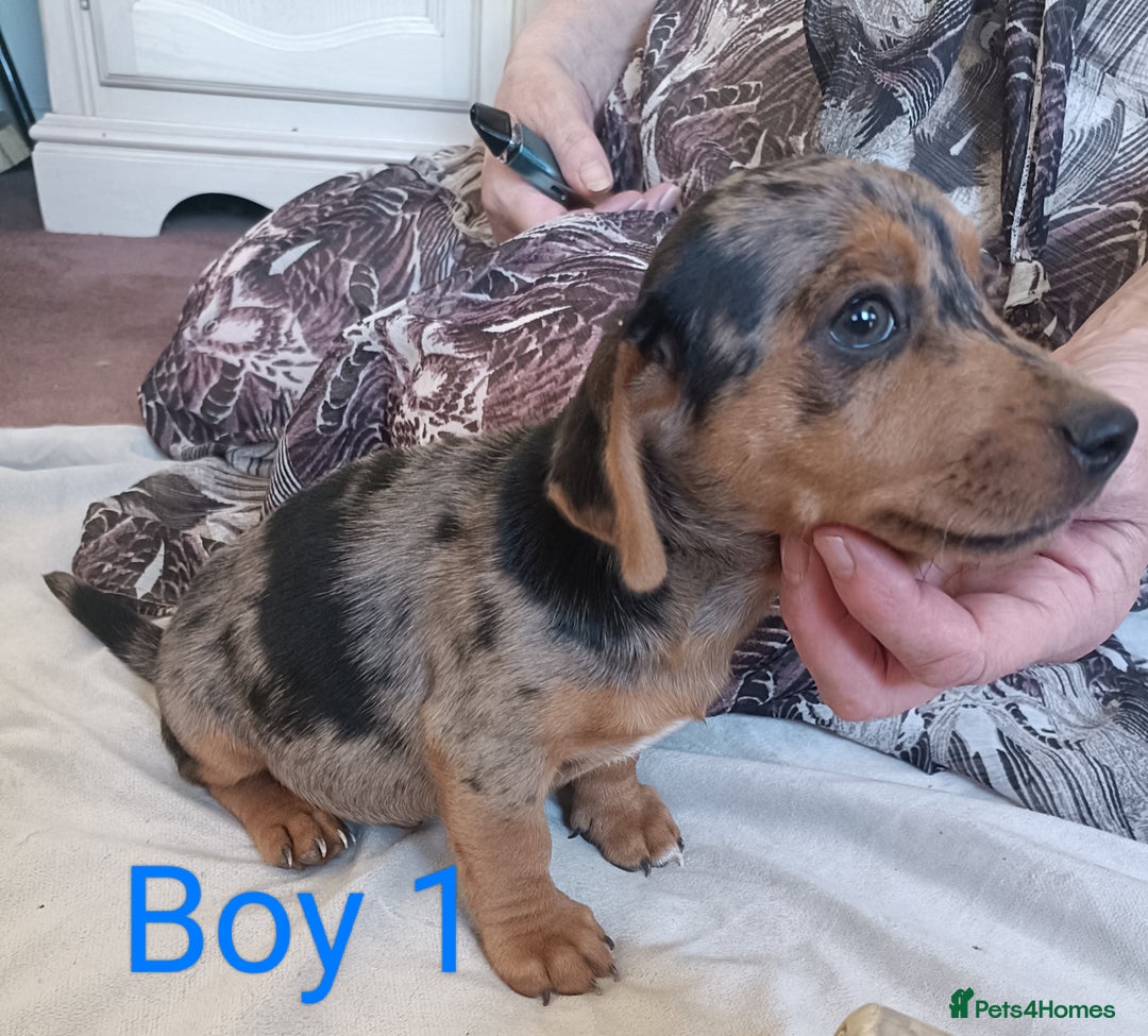 Mixed Breed dogs for sale: Norfolk Terrier Puppies - Image 4