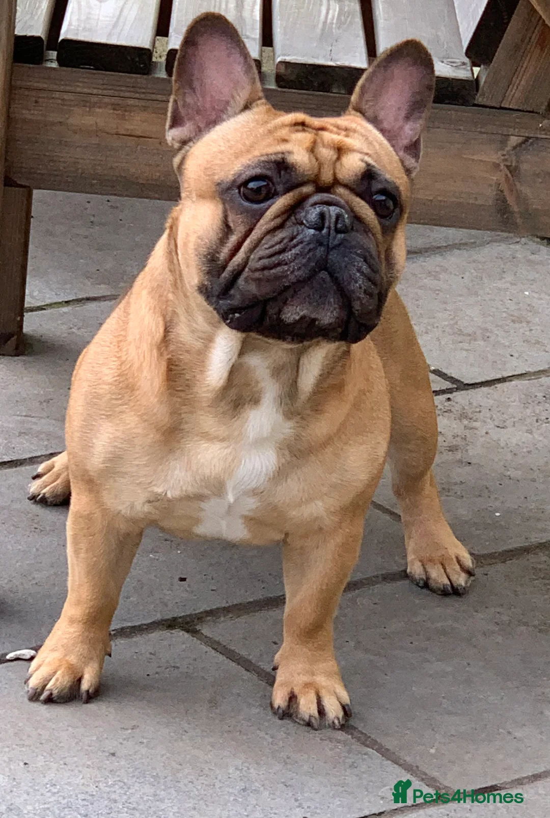 French Bulldog dogs for stud: Red fawn Dicar sired silver health tested in Edinburgh - Advert 2