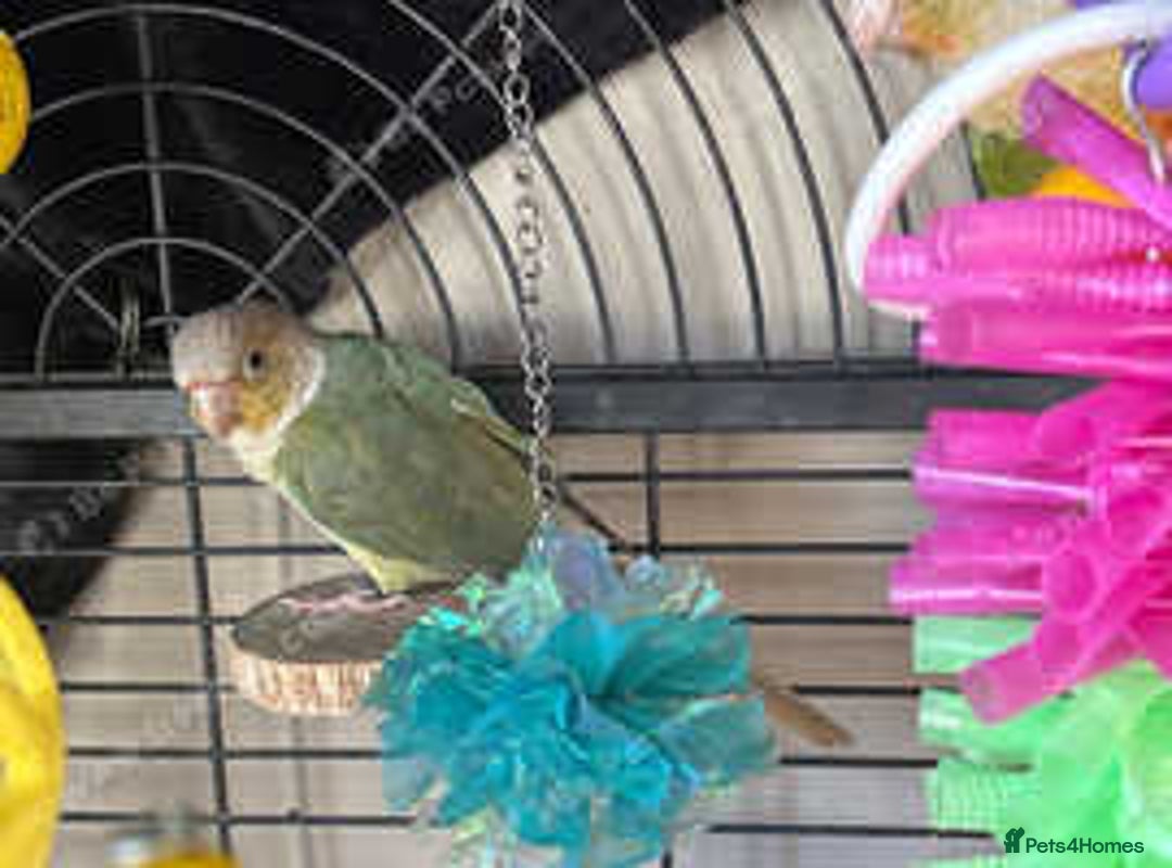 Conures birds for sale: Conures - Advert 3