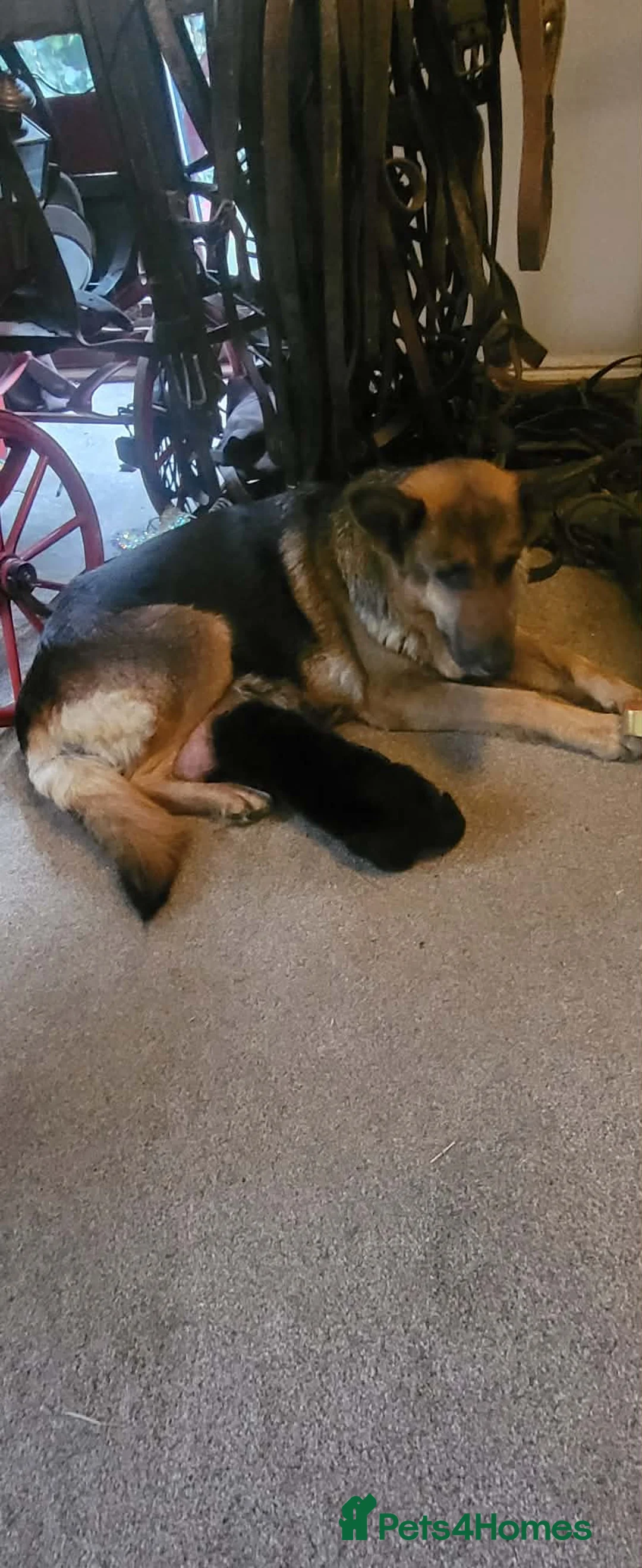 German Shepherd dogs for sale: Beautiful puppies for sale  in Battle - Advert 1