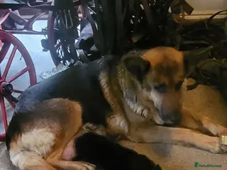 German Shepherd dogs Beautiful puppies for sale - Advert 1