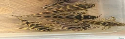 Plecos fish for sale: L333 King Tiger Pleco, Standard and high grade.  - Advert 7