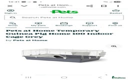 Guinea Pig rodents for sale: 2 male guinea pigs - Image 3