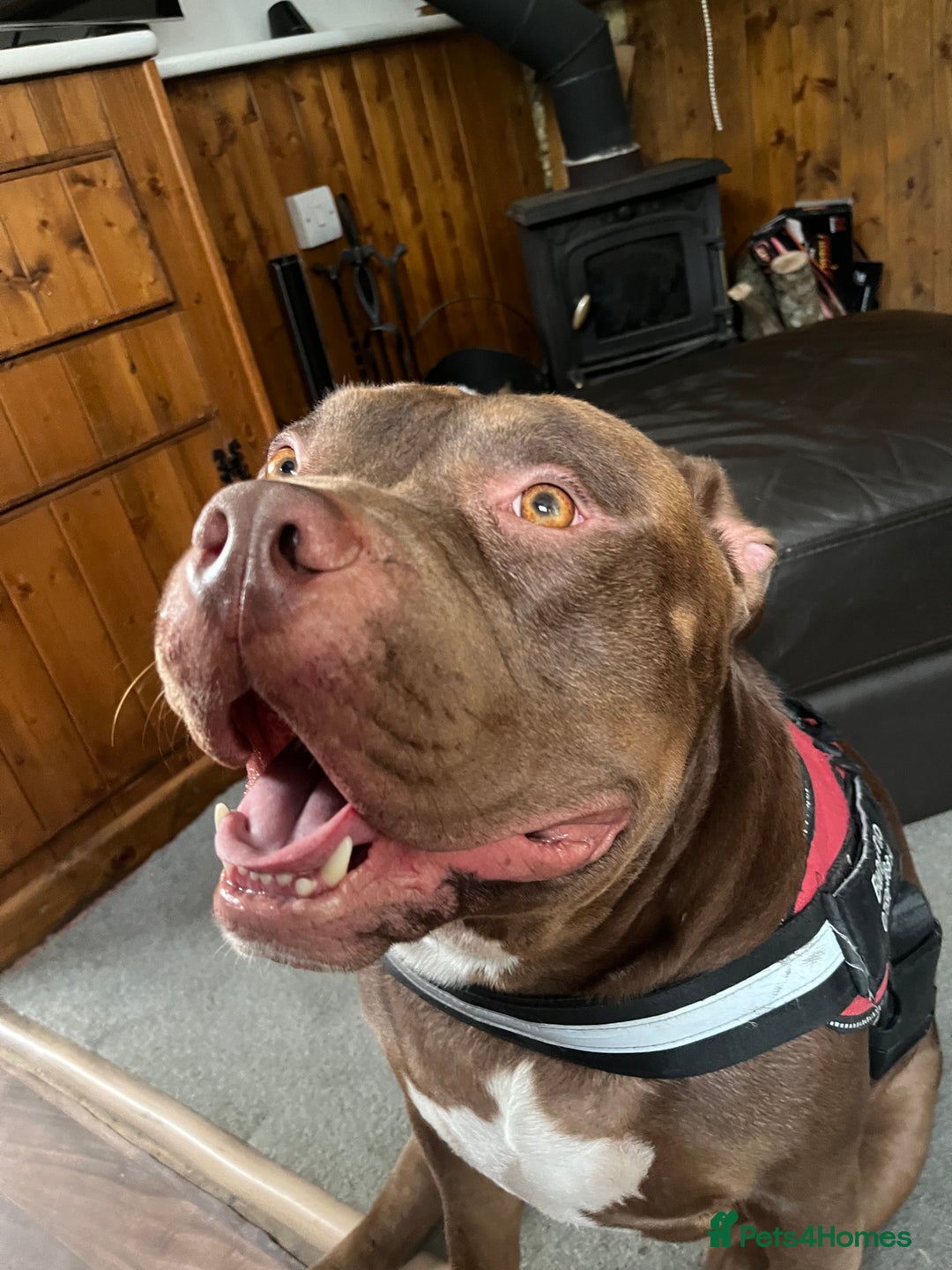 American Bully dogs for sale: Pocket bullies puppies for sale - Image 6