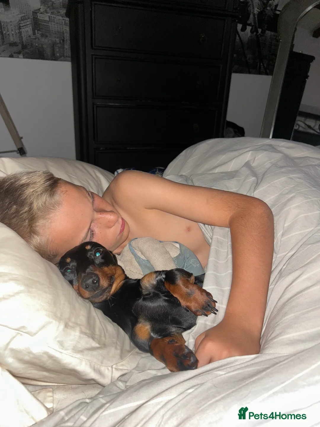 Miniature Dachshund dogs for sale: Miniature Dachshund  - Advert 2