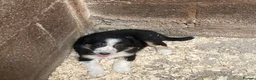 Border Collie dogs for sale: Adorable border collies - Advert 7