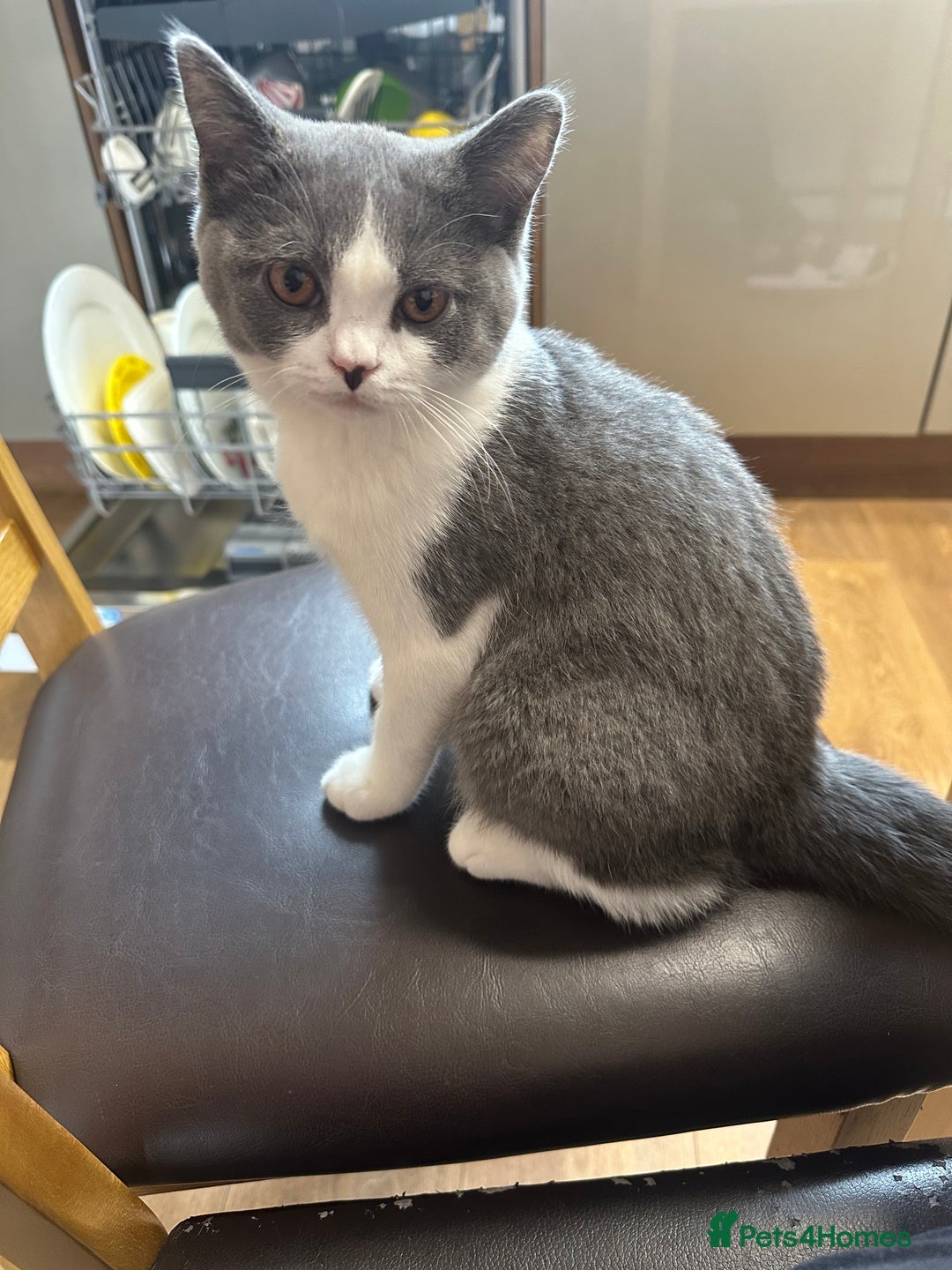 British Shorthair cats for sale: British shorthair blue and white, 4 months old  - Image 2