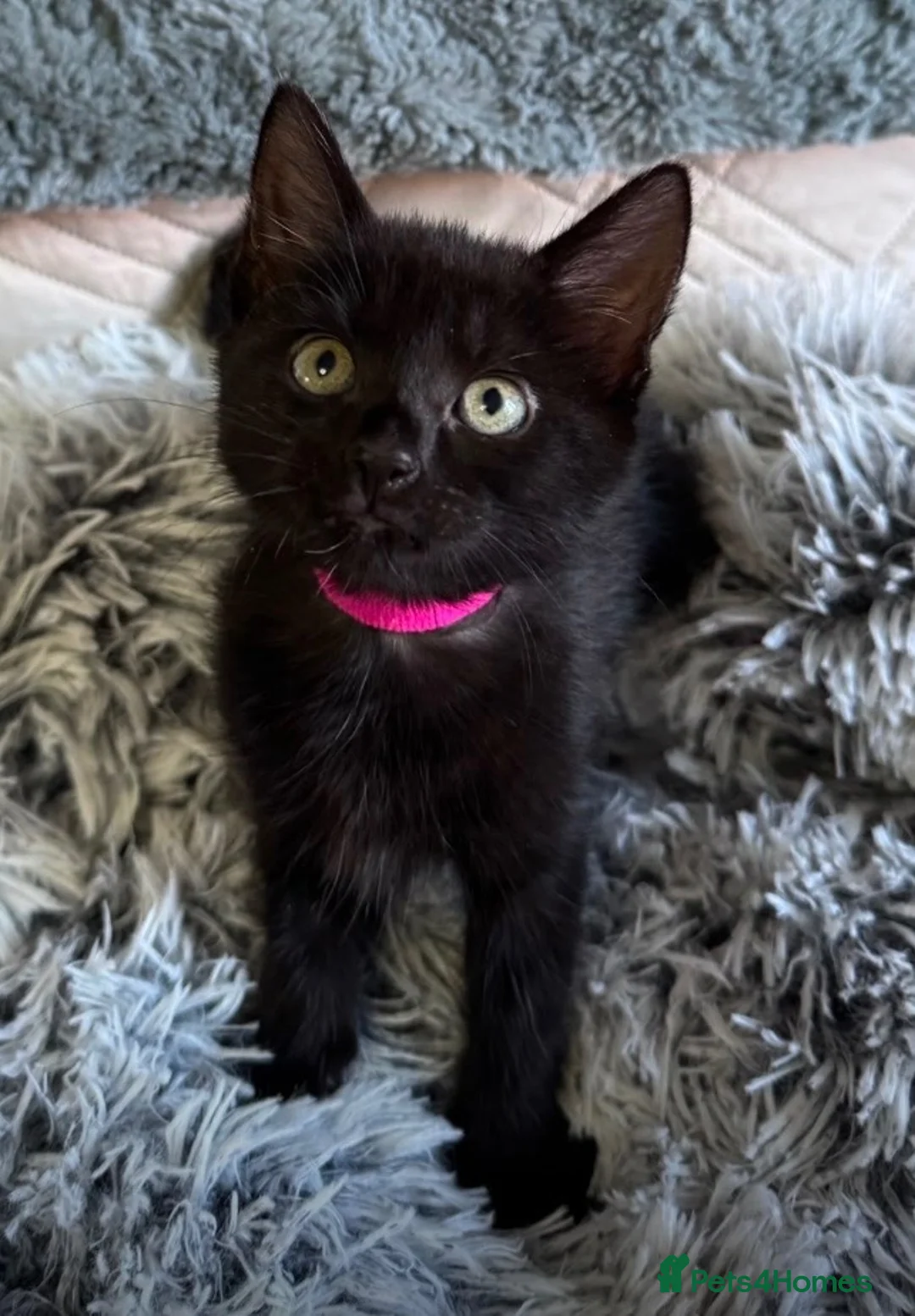 Mixed Breed cats for sale: 🐾❤️ PEARL & HER 3 BEAUTIFUL KITTENS ❤️ in Epsom - Advert 1