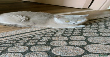 British Shorthair cats - Advert 9