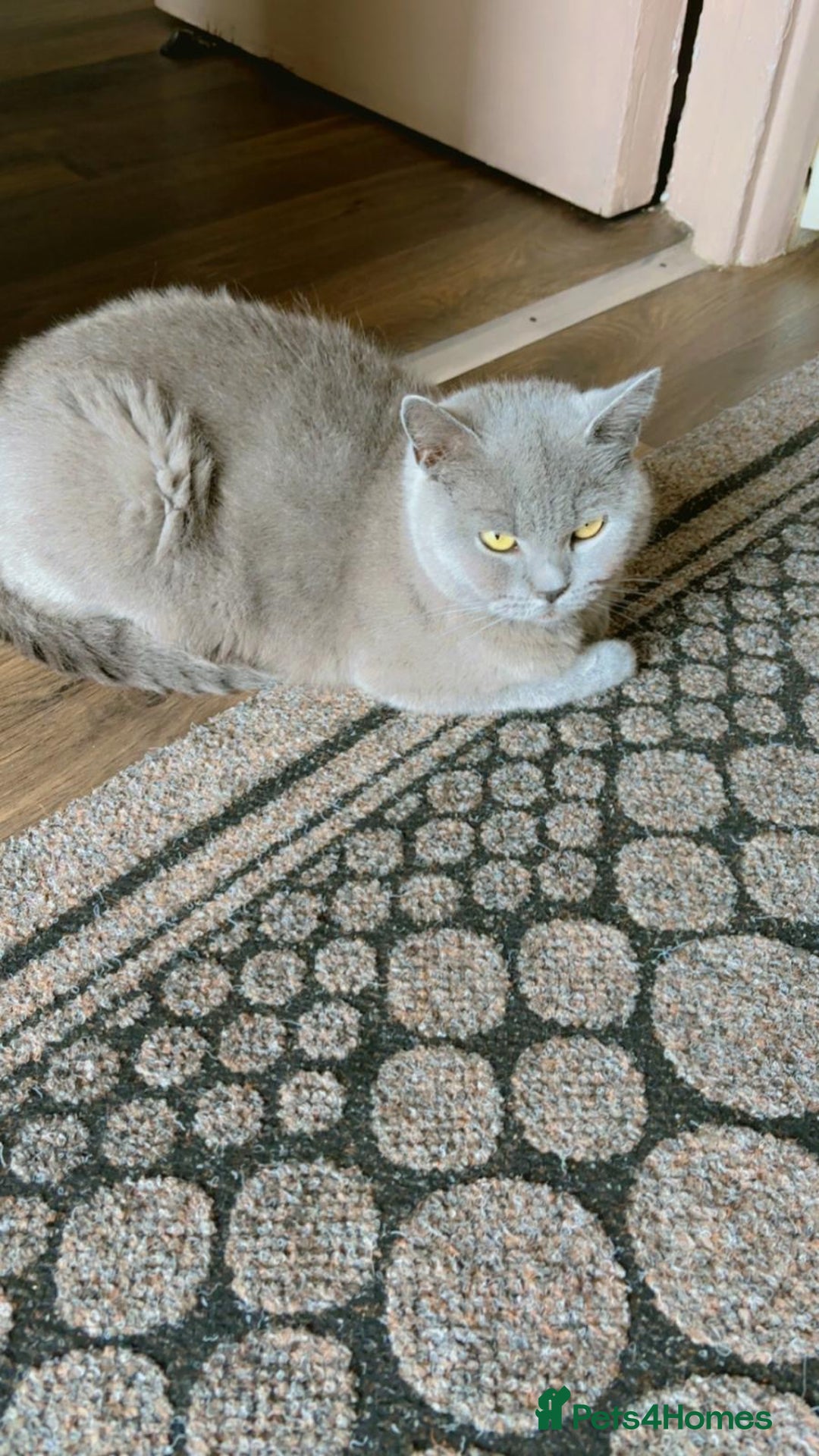 British Shorthair cats for sale: British short hair mother and son  - Image 3