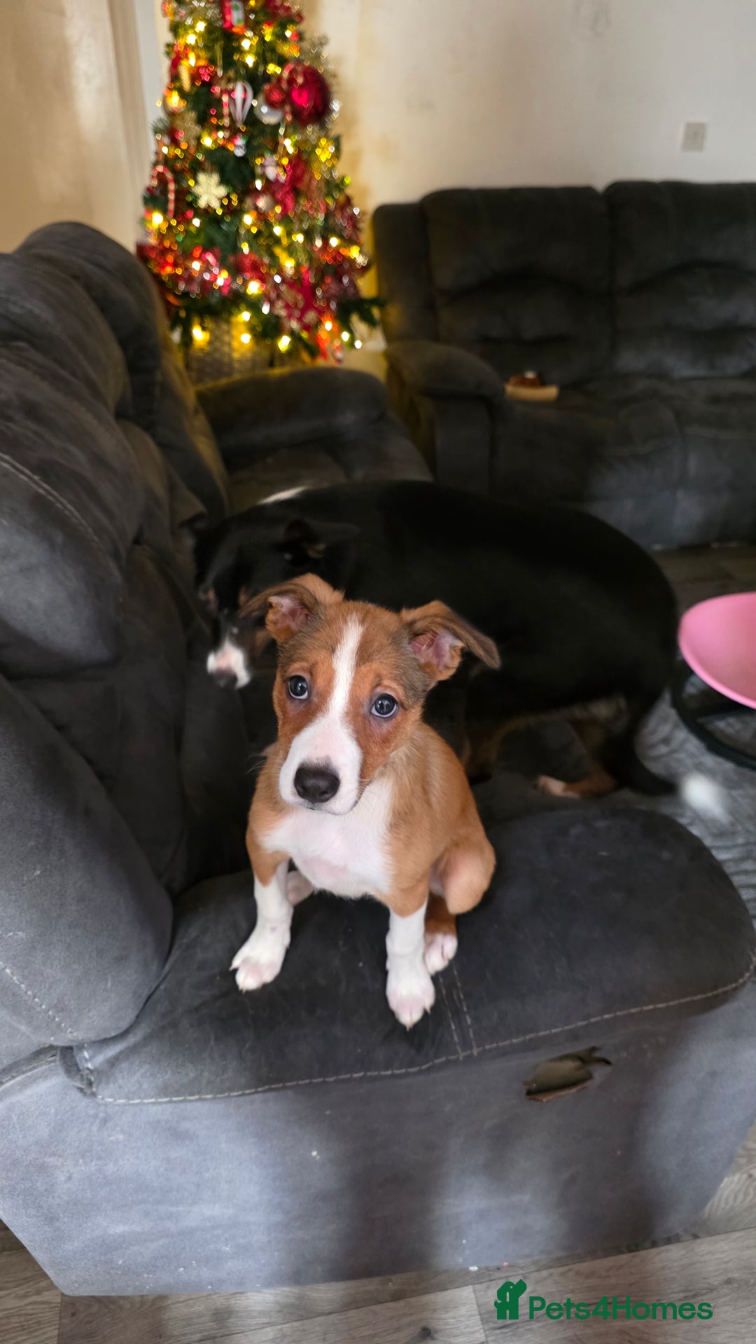 Mixed Breed dogs for sale: Beautiful collie x kelpie girl  - Advert 2