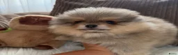 Pomeranian dogs for sale: Four small cute pups  - Advert 15