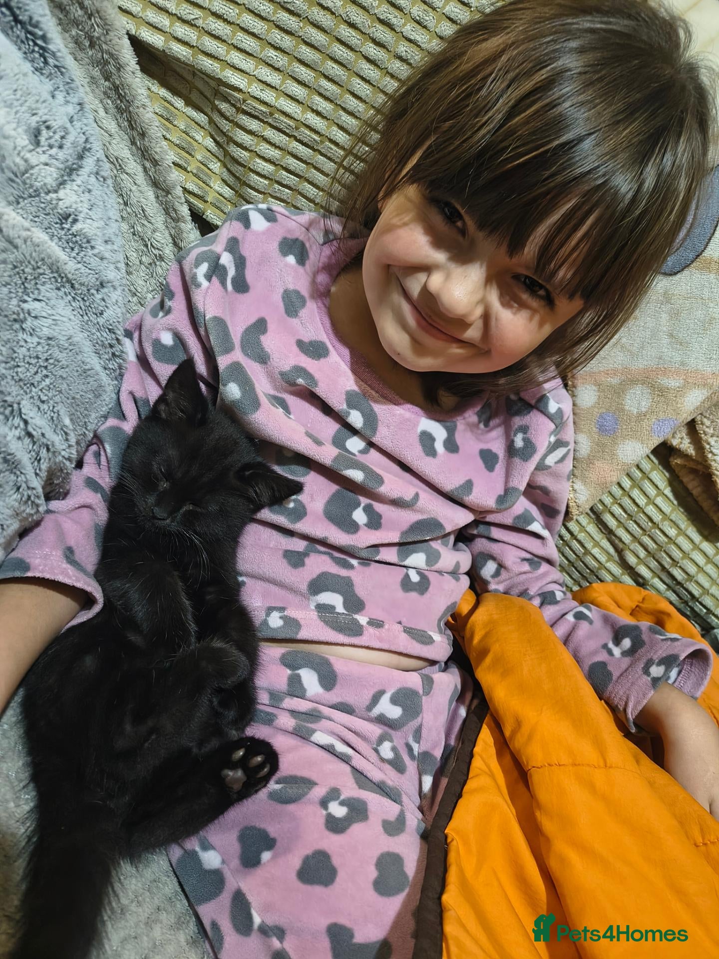 Mixed Breed cats 5 Beautiful kittens still available - Advert 2