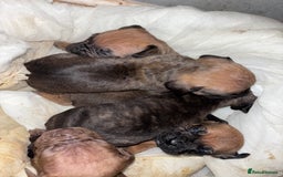 Mixed Breed dogs for sale: Cane Corso and Dogue de Bordeaux - Image 14