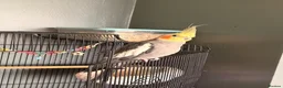 Cockatiels birds for sale: Cockatiel  in Saint Helens - Advert 2