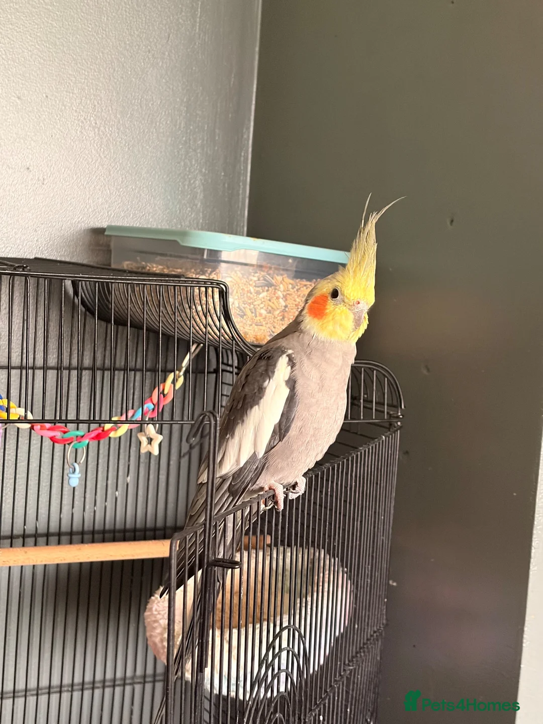 Cockatiels birds for sale: Cockatiel  in Saint Helens - Advert 2