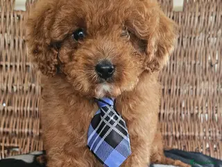 Cavapoo dogs Last boy red toy cavapoo - Advert 5