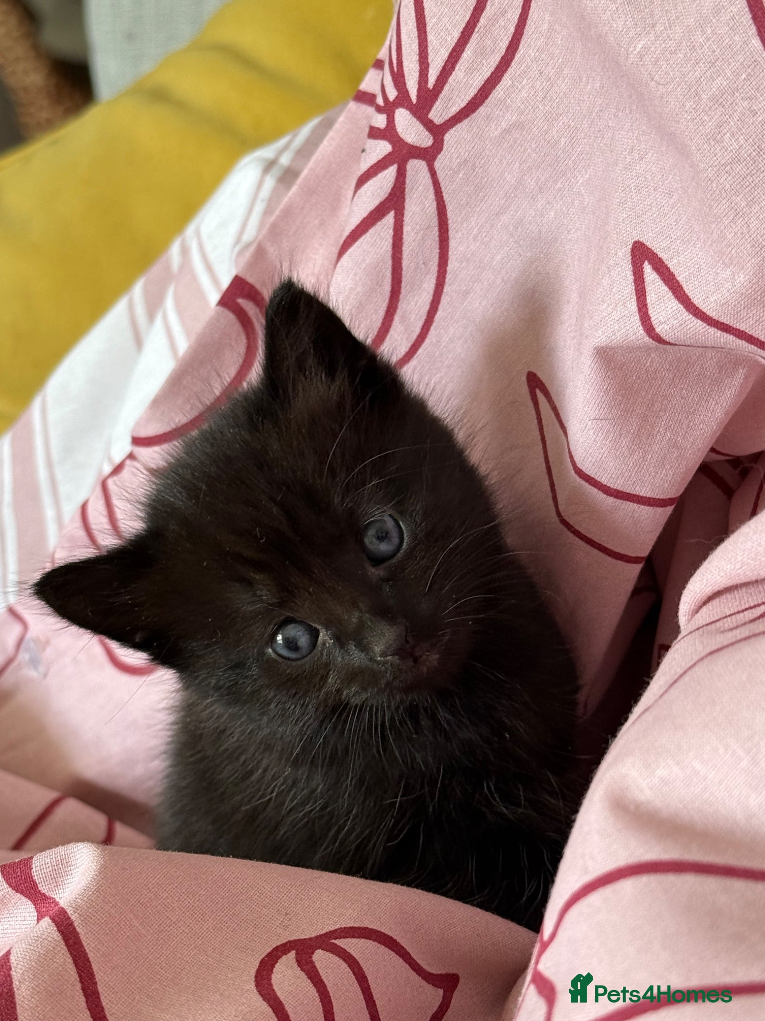 Norwegian Forest Cat cats Beautiful half Norwegian forest kittens - Advert 4