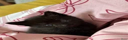 Norwegian Forest Cat cats for sale: Beautiful half Norwegian forest kittens - Advert 1