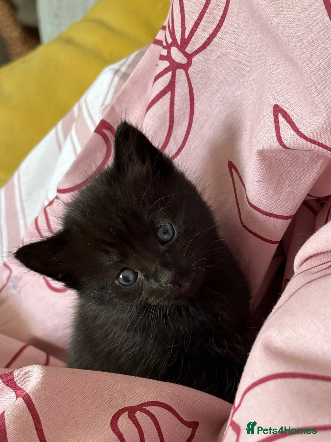 Norwegian Forest Cat cats for sale: Beautiful half Norwegian forest kittens - Advert 1