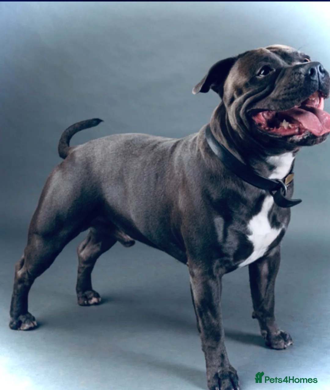 Staffordshire Bull Terrier dogs for sale: ❗️Adorable Staffy Puppies for Sale❗️ - Advert 21