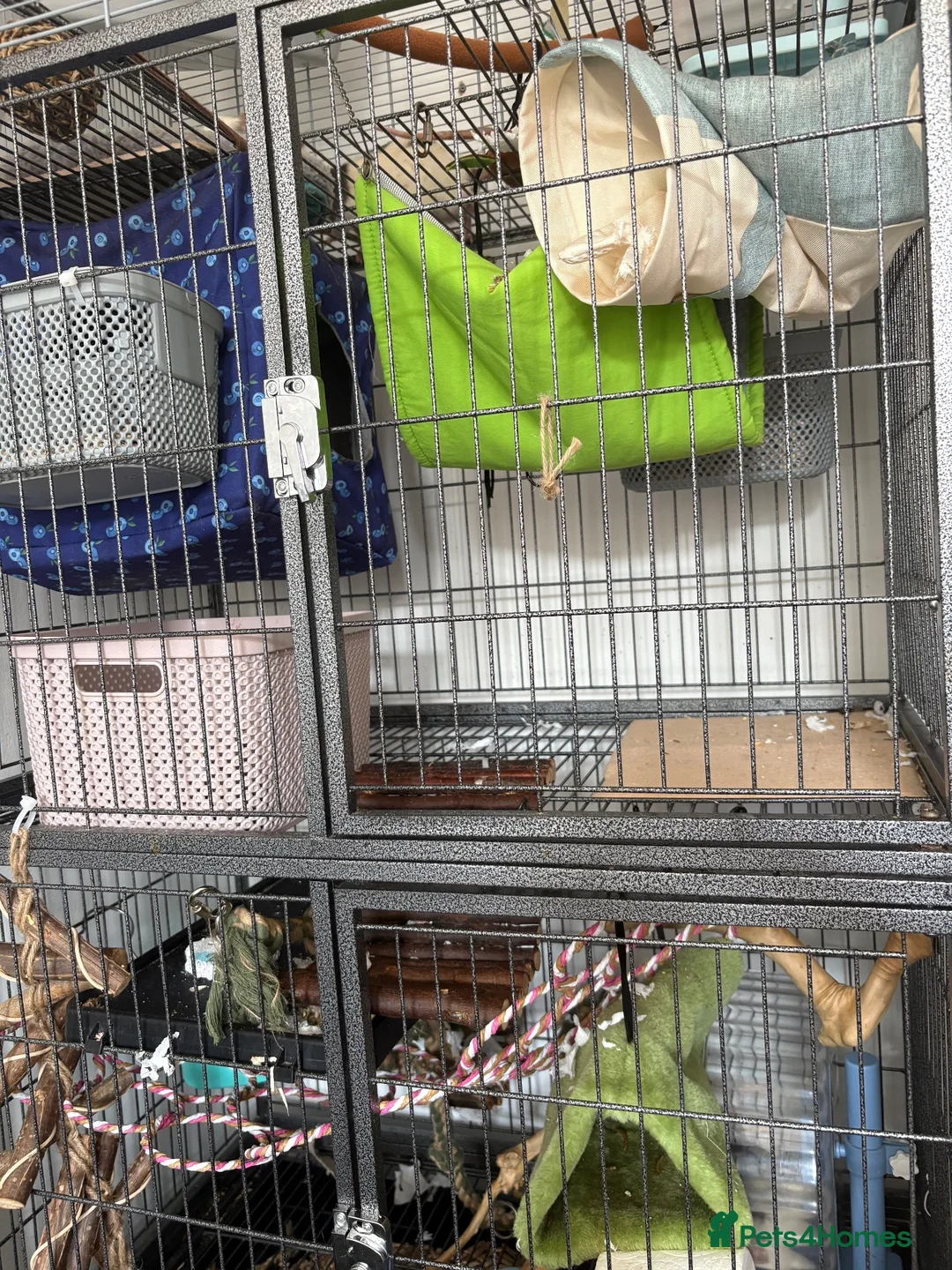 Rat rodents for sale: 5 male pet rats  in Hull - Advert 2