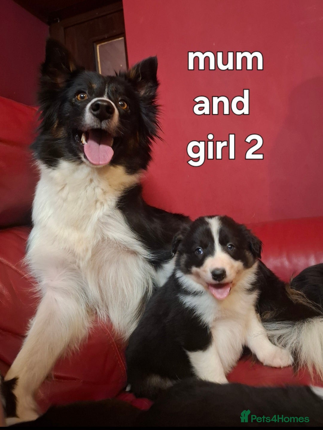 Border Collie dogs Border collie female pups for sale - Advert 1