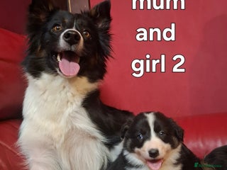 Border Collie dogs Border collie female pups for sale - Advert 1