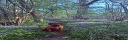Rhodesian Ridgeback dogs for sale: KC Registered Ridgeback Male Seeking Forever Home  in Huntingdon - Advert 2