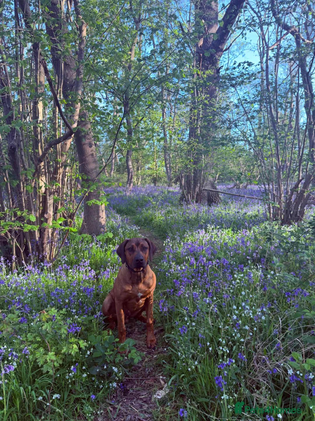Rhodesian Ridgeback dogs for sale: KC Registered Ridgeback Male Seeking Forever Home  in Huntingdon - Advert 2
