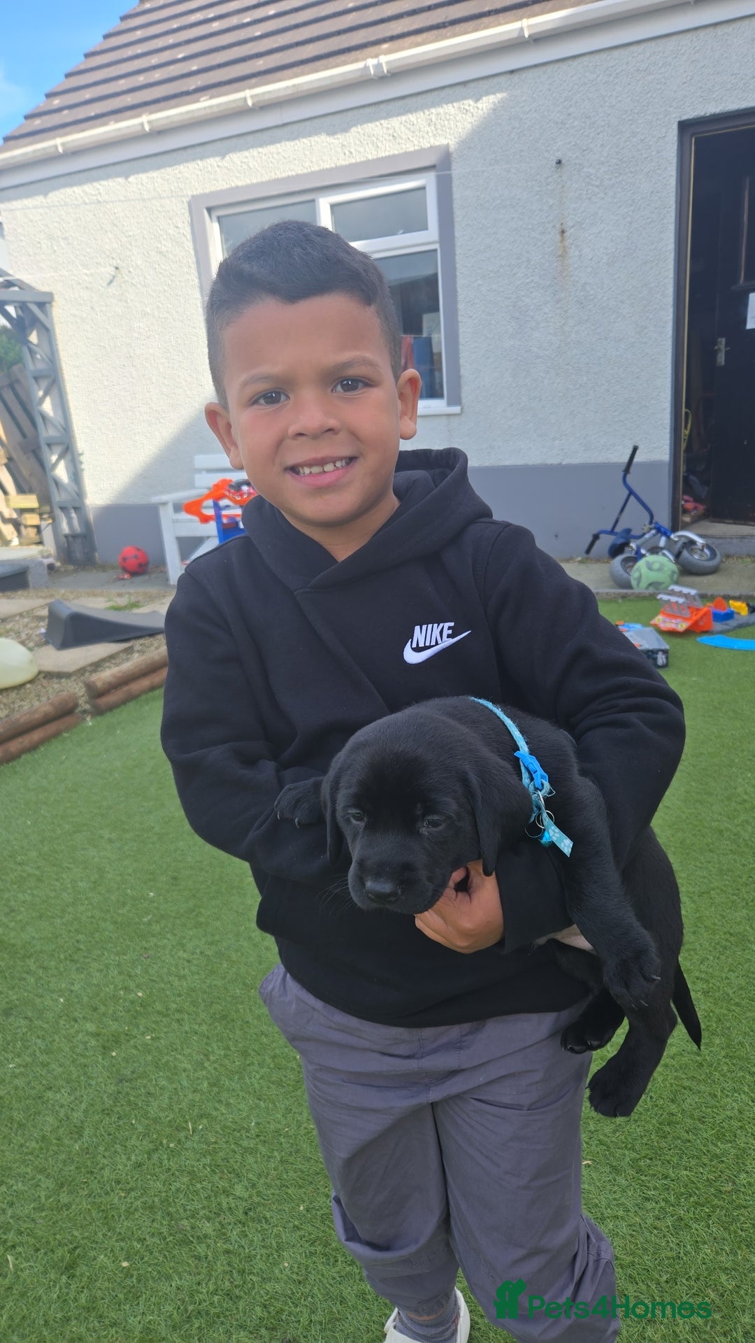 Labrador Retriever dogs for sale: Black and chocolate labrador puppies - Image 15