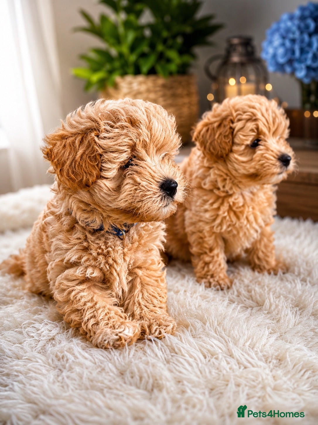 Maltipoo dogs 4 small and adorable puppies 🧸 - Advert 18