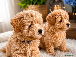 Maltipoo dogs 4 small and adorable puppies 🧸 - Advert 18