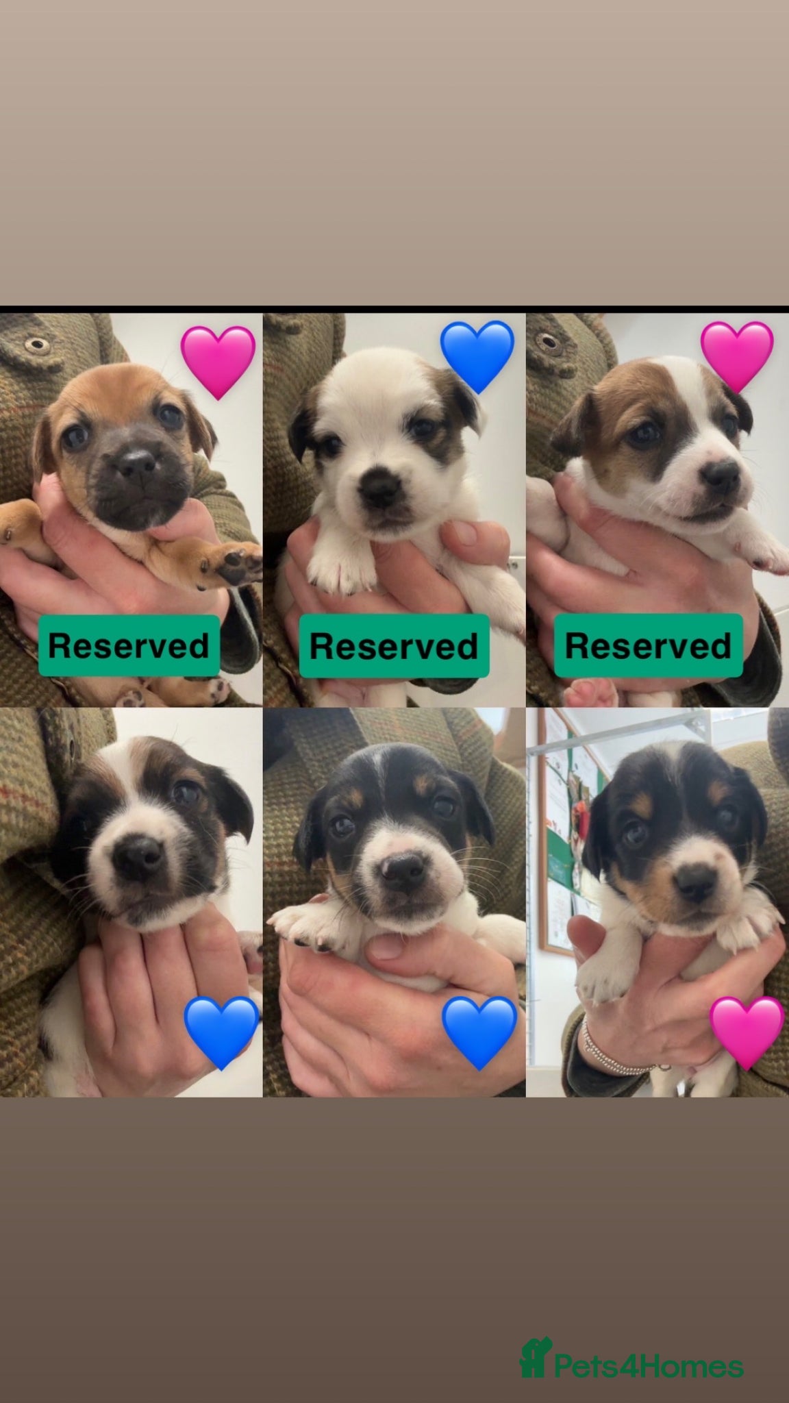 Jack Russell dogs Beautiful Jack Russell’s  - Advert 1