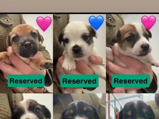 Jack Russell dogs Beautiful Jack Russell’s - Advert 1