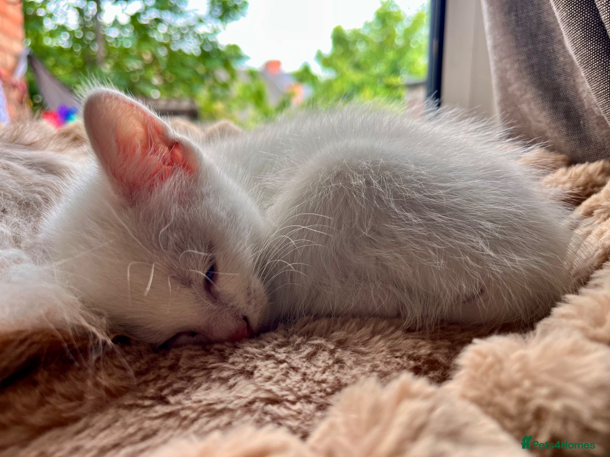 Mixed Breed cats Gorgeous Kittens - 2 Girls left - Advert 1