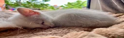 Mixed Breed cats for sale: Gorgeous Kittens - 2 Girls left in Nottingham - Advert 1