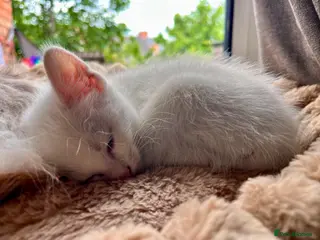 Mixed Breed cats Gorgeous Kittens - 2 Girls left - Advert 4