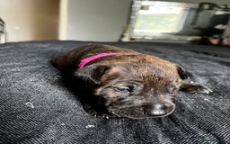 Mixed Breed dogs for sale: American bulldog staffy 🏡 - Image 21