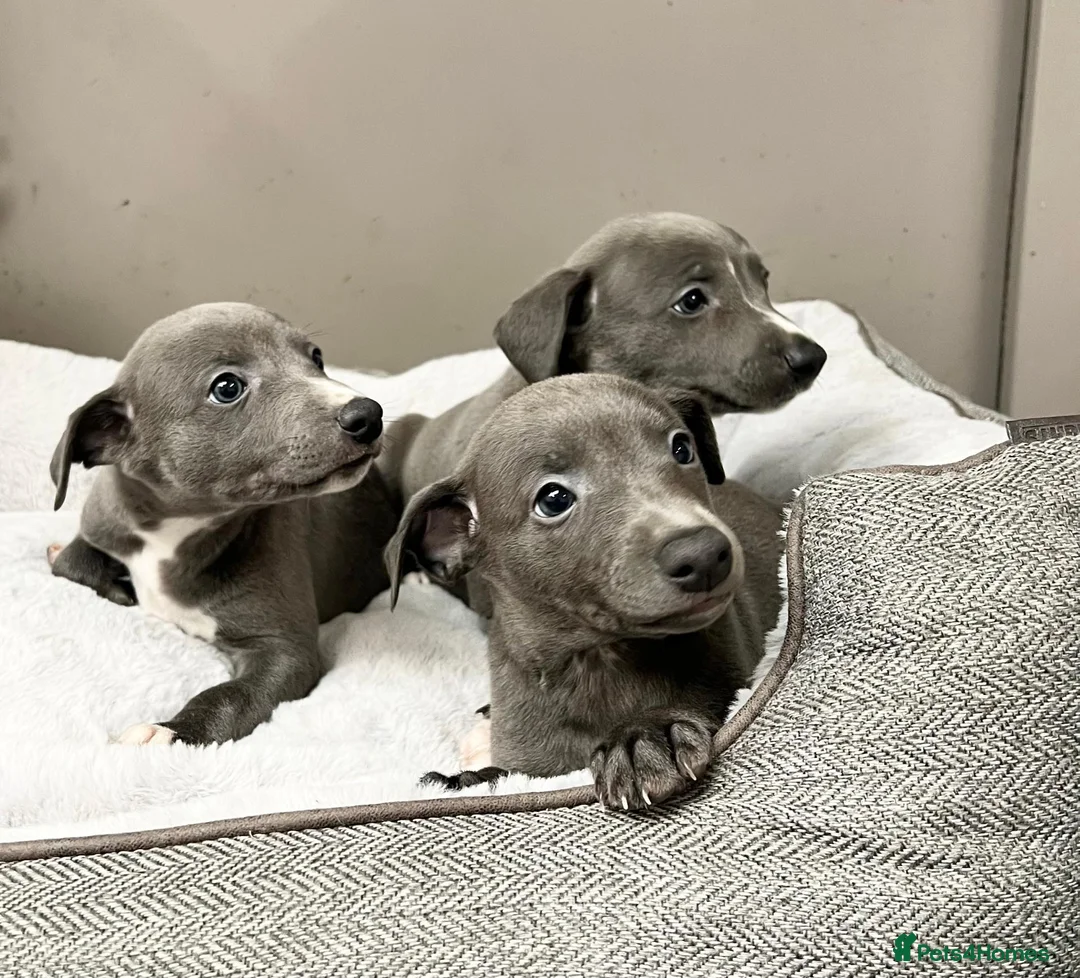 Whippet dogs for sale: Top Quality, KC registered, Whippet puppiess - Advert 2