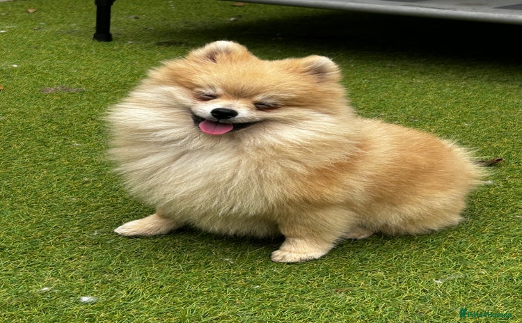 Pomeranian dogs - Advert 1
