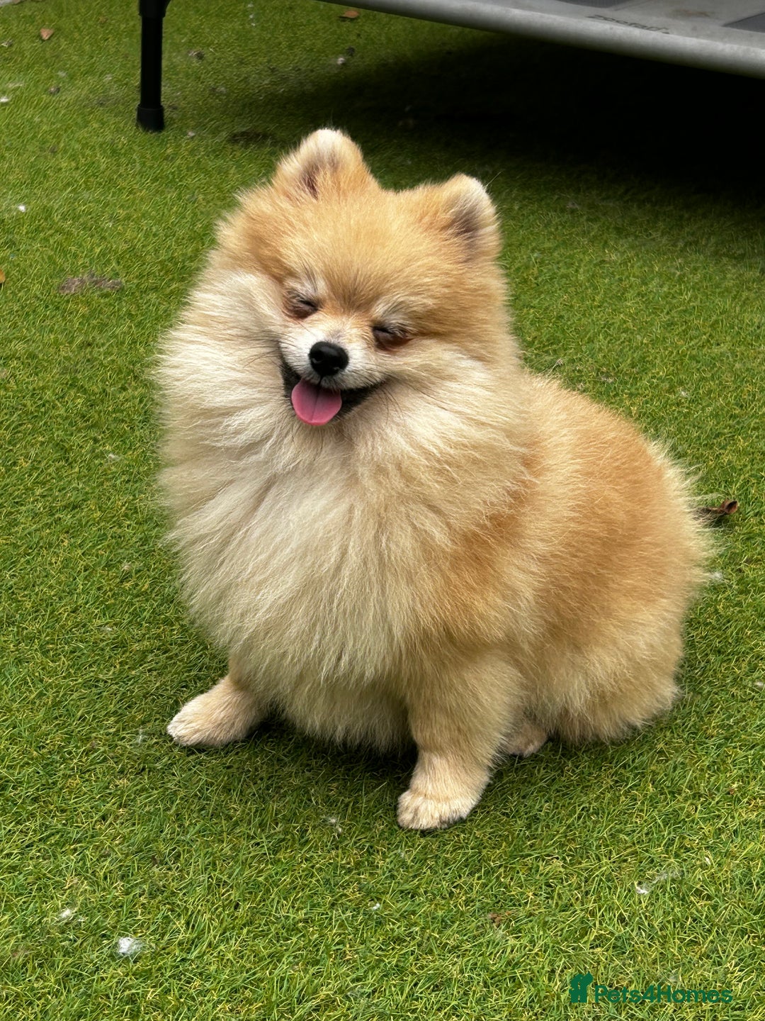 Pomeranian dogs for sale: Beautiful Pomeranian Teddy Bear Puppies - Image 1