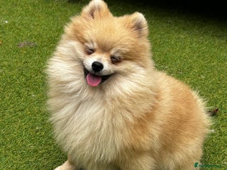 Pomeranian dogs - Advert 10