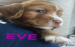 Sprocker dogs for sale: Exceptional working-line puppies for loving homes! - Image 16