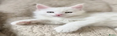 Maine Coon Kitten 3