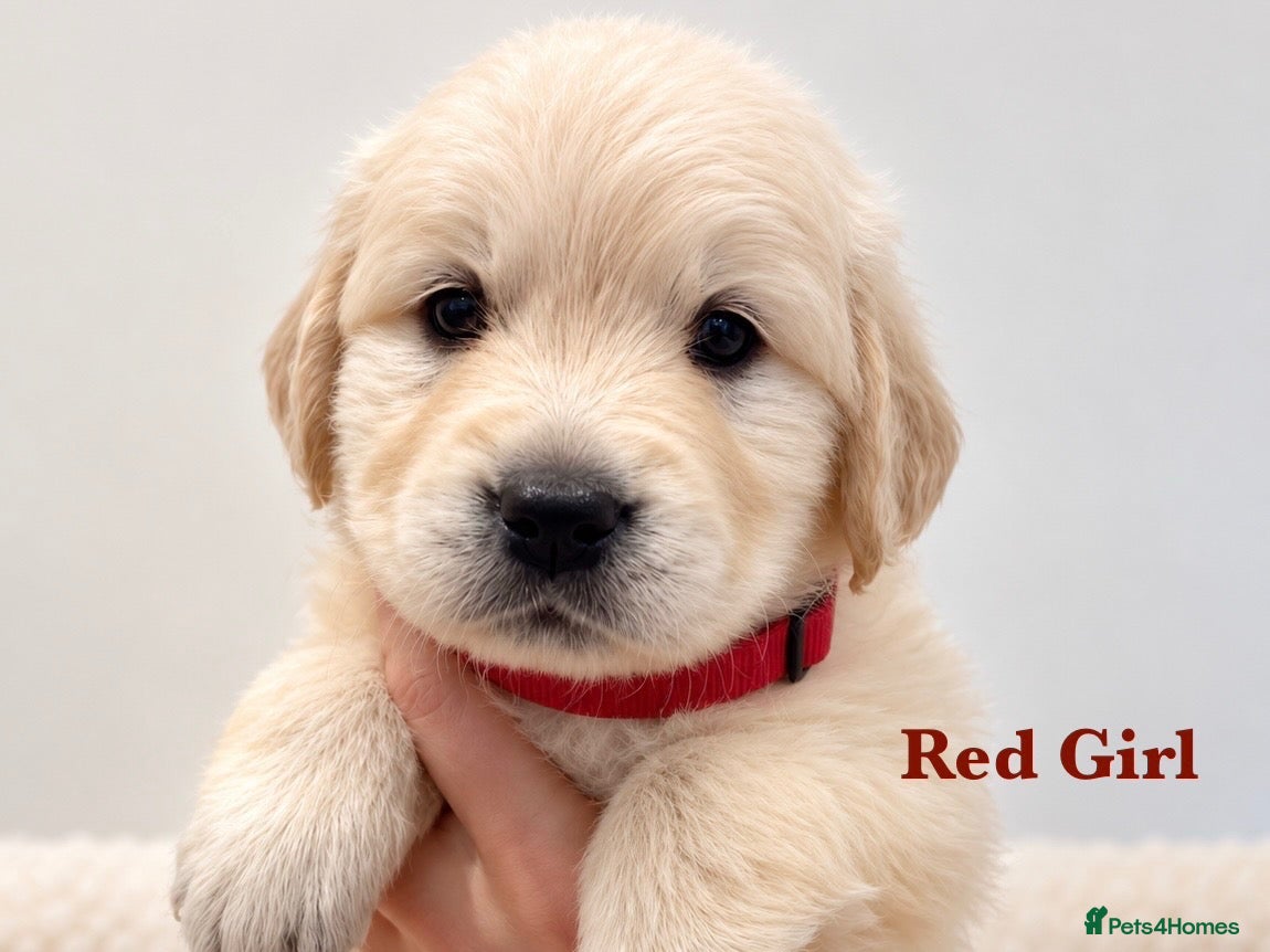Golden Retriever dogs for sale: Champion line puppies 🏆 - Advert 1