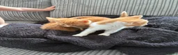 British Shorthair cats for sale: Gorgeous ginger babies in Swaffham - Advert 9