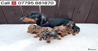 Miniature Dachshund dogs - Advert 15