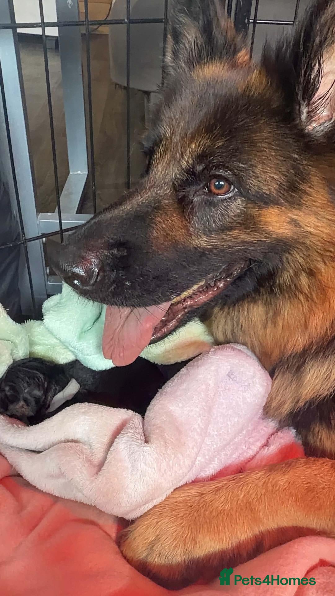 German Shepherd dogs German Shepherd Male Puppy – Excellent Temperament - Advert 1