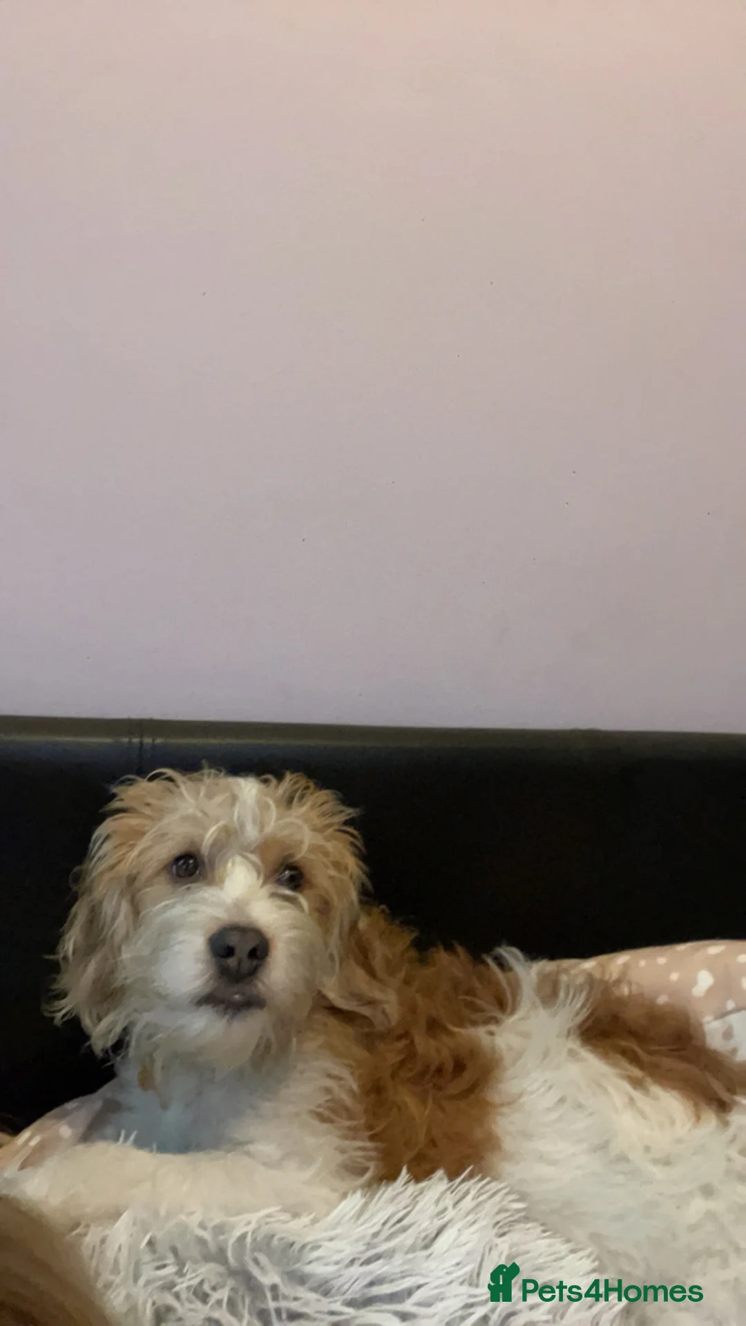 Mixed Breed dogs for sale: Our lovely and loving dog Gus in Wrexham - Advert 3